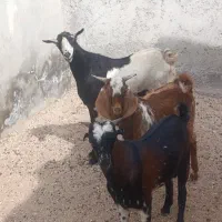 کهره نری نزار