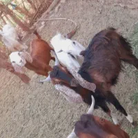 معاوضه ی کهره با میش آبستن