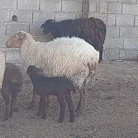 میش جوان با بره