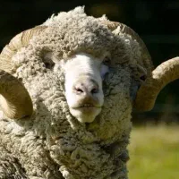 فروش انواع گوسفند.