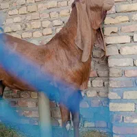 نر بز عرب|حیوانات مزرعه|اصفهان, آبشار|دیوار