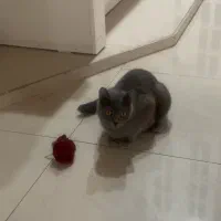 گربه