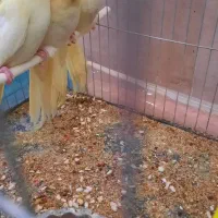 سلام ستا جوجه دوماه عروس  هلندی|پرنده|مشهد, شهید احمدی روشن|دیوار