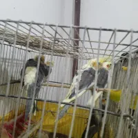 ۵عدد عروس هلندی یک