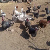 مرغ،خروس،بوقلمون،غاز. فروشی|حیوانات مزرعه|نصر آباد, |دیوار