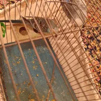 مرغ عشق|پرنده|رشت, لاکان|دیوار