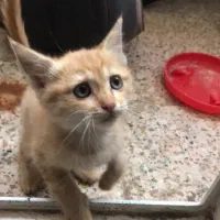 گربه چشم آبی نژاد اصیل