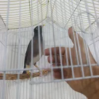 مرغ مینا سخنگو