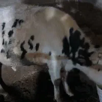 یک عددکوسال نرجنس بسیارعالی برای پروار۳۸۰