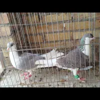 کبوتر ساده