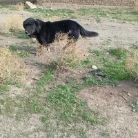 واگذاری سگ|سگ|تربت جام, جامرود|دیوار