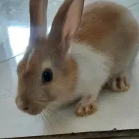 خرگوش