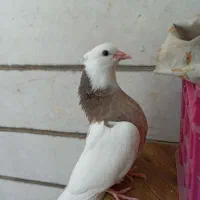 کبوتر