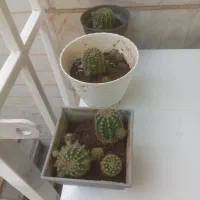 گلدان گل شمعدانی ، پدیلانتوس ، و کالانگوئه|گل و گیاه طبیعی|تهران, تهرانپارس غربی|دیوار