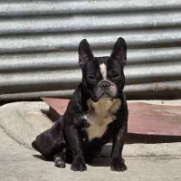 سگ ماده فرنچ بولداگ