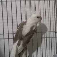 عروس هلندی|پرنده|محمدشهر, محمدشهر|دیوار