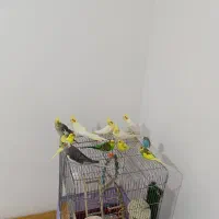 عروس هلندی لوتینو نروماده سروحال و آس ومرغ عشق|پرنده|قزوین, |دیوار