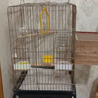 عروس آلبینو مولد