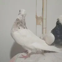 طوقی صرب کفتر سینه کله نقش رنگی|پرنده|خانمیرزا, |دیوار