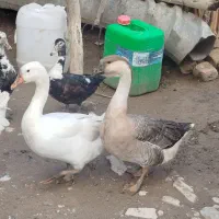 اردک اسرائیلی و غوغاز ماده|حیوانات مزرعه|گرگان, |دیوار