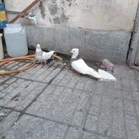 سندل و آجری طوقی|پرنده|شهریار, شهریار|دیوار