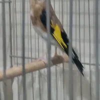 گلبسر و سهره|پرنده|تهران, جنتآباد مرکزی|دیوار