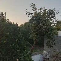 فروش زمین بافت ۱۸۰ متری در بابل روستای متی کلا|فروش زمین و ملک کلنگی|زرگرشهر, |دیوار