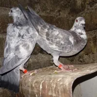 کبوتر‌|پرنده|کوه چنار, |دیوار