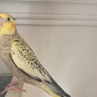 سه عدد عروس هلندی سه ماهه