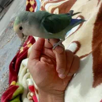 طوطی کوتوله گمشده