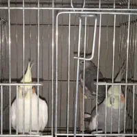 سه عدد عروس هلندی نرو ماده هرکدام ۱/۷۰۰