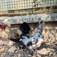 مرغ و خروس نژاد لهستانی|حیوانات مزرعه|جم, |دیوار