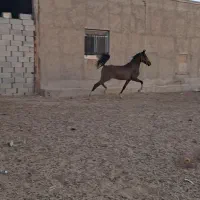 اسب خالص نریان|اسب و تجهیزات اسب‌سواری|اشکذر, |دیوار