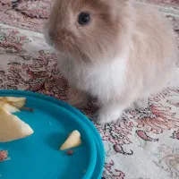 خرگوش مینی لوپ