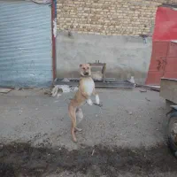 واگذاری سگ|سگ|رزن, |دیوار