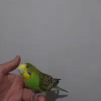 مرغ عشق زیبا دونه ای ۲۵۰