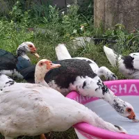 فروش ۹ عدد اردک اسرائیلی ۶ ماهه / نر و ماده