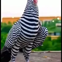 دوکت پلاکی گراف کاکلی/سارسرور/نواری کت سفید/چپ