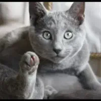 نژادگربه راشن بلو