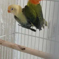 کوتوله برزیلی