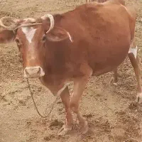 فروش گاو آبستن