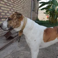 سگ افغان البای بسیار خوشگل