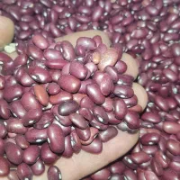 لوبیا ، نخود،  لپه ، عدس ، گندم