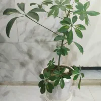 گل آپارتمانی|گل و گیاه طبیعی|اصفهان, عطار نیشابوری|دیوار