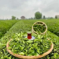 چای بهاره ۱۴۰۵