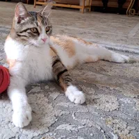 واگذاری گربه