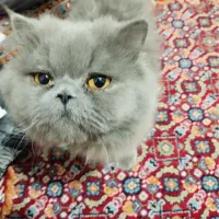 گربه پرشین|گربه|همدان, |دیوار