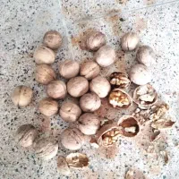 گردو کاغذی درجه یک نمونه بشرط سفید تو پر روغنی