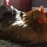 یک مرغ تخمگذار دستی نژاد آلمانی با متعلقات