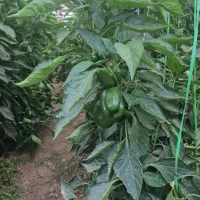 گلخانه سنتی|فروش دفتر صنعتی، کشاورزی، تجاری|فولادشهر, A2|دیوار